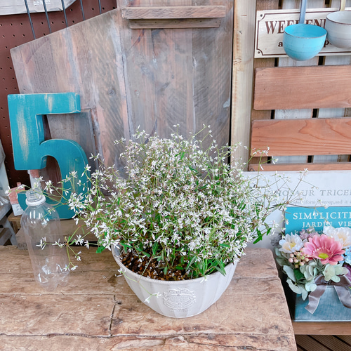 フラワースタンド アイアン アンティーク」の人気商品一覧 | 安い商品