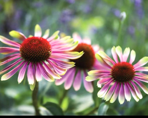 026a723d0891ec0914f25933ca946a