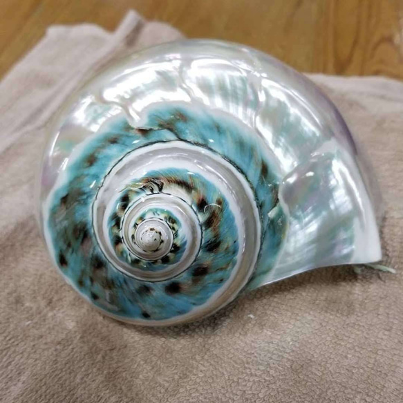 夜光貝磨きアクセサリー作りキット ✳【 しずく 】 18枚目の画像