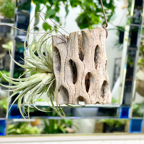 子株あり Tillandsia エアプランツ イオナンタ フエゴ カクタス