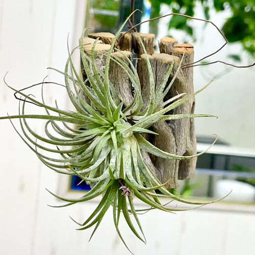 カクタススケルトン（超レアもの）観葉植物　エアプラント 子株あり Tillandsia エアプランツ イオナンタ フエゴ カクタス