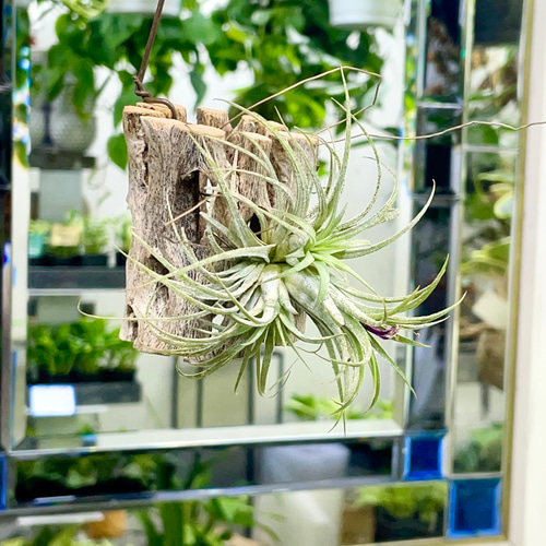 カクタススケルトン（超レアもの）観葉植物　エアプラント 子株あり Tillandsia エアプランツ イオナンタ フエゴ カクタス