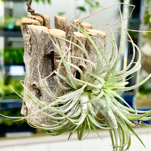 子株あり Tillandsia エアプランツ イオナンタ フエゴ カクタス