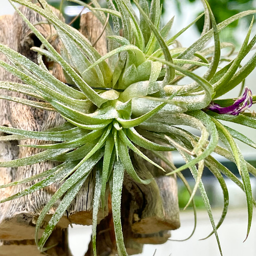子株あり Tillandsia エアプランツ イオナンタ フエゴ カクタス