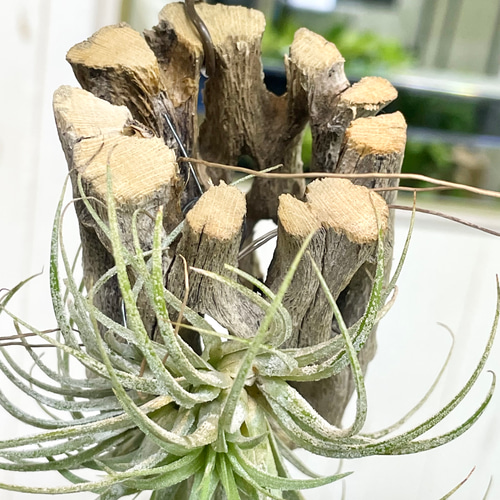 子株あり Tillandsia エアプランツ イオナンタ フエゴ カクタス