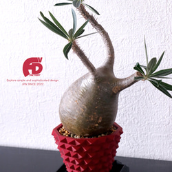 塊根植物 鉢 植木鉢 Adv-035(130×100) Helix wide おしゃれ 多肉 作家