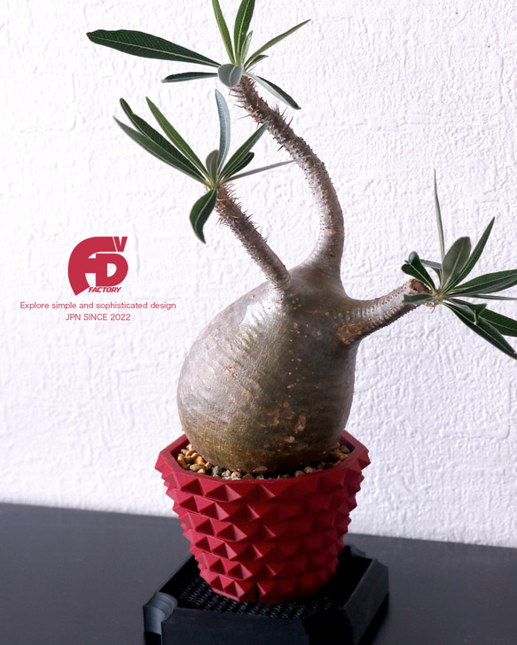 塊根植物 鉢 植木鉢 Adv-025-2 Red おしゃれ スタッズ 鋲 プラ鉢 多肉