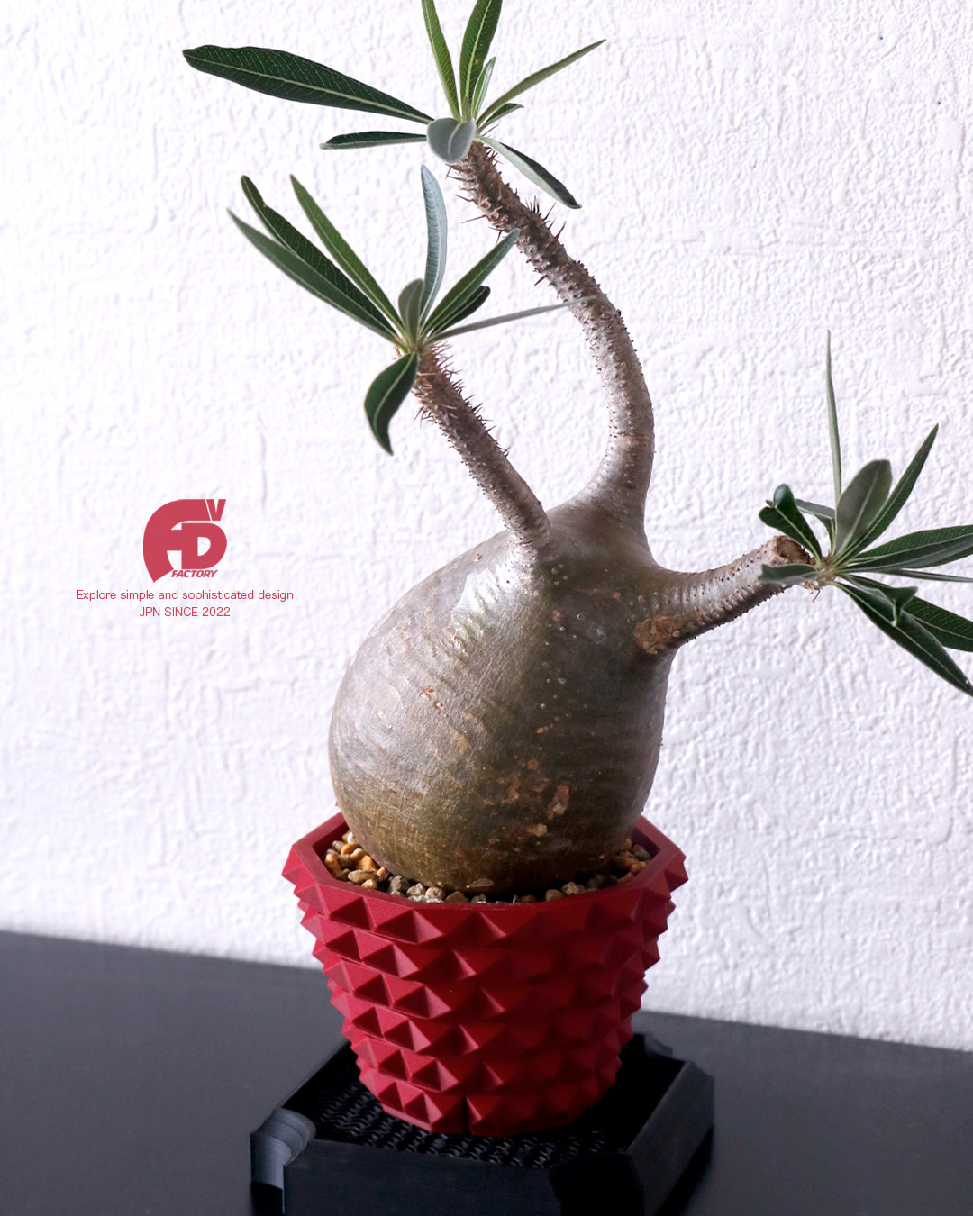 塊根植物 鉢 植木鉢 Adv-025-2 Red おしゃれ スタッズ 鋲 プラ鉢 多肉