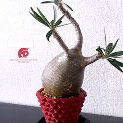 塊根植物 鉢 植木鉢 Adv-025-2 Red おしゃれ スタッズ 鋲 プラ鉢 多肉