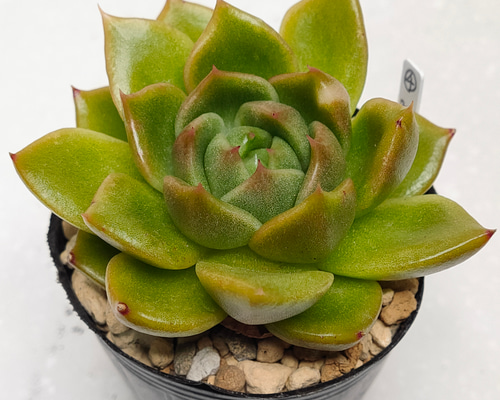 ダイヤモンドアートクラブ【多肉植物】 1485f7da71ba45103a2ad5b490a8c9
