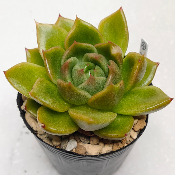 グリーンダイヤモンド【エケベリア 多肉植物】 多肉植物 エケベリア