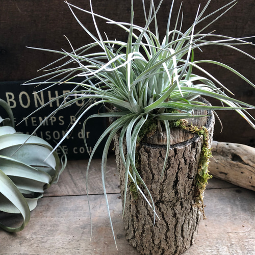 コットンキャンディ♡チランジア♡着生植物♡インテリア☆グリーン雑貨