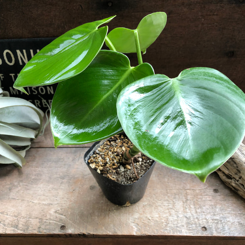 ピッチェリー♡フィロデンドロン♡ハートの葉っぱ♡観葉植物 アート