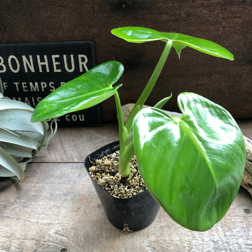 ピッチェリー♡フィロデンドロン♡ハートの葉っぱ♡観葉植物 ピッチェリー♡フィロデンドロン♡ハートの葉っぱ♡観葉植物