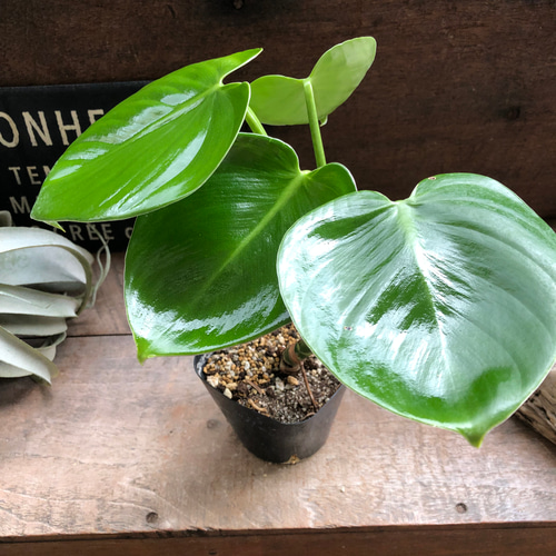 ピッチェリー♡フィロデンドロン♡ハートの葉っぱ♡観葉植物 アート