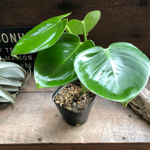 ピッチェリー♡フィロデンドロン♡ハートの葉っぱ♡観葉植物 アート