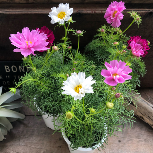 ダブルクリック♡コスモス♡半八重〜八重咲き♡ガーデニング アート