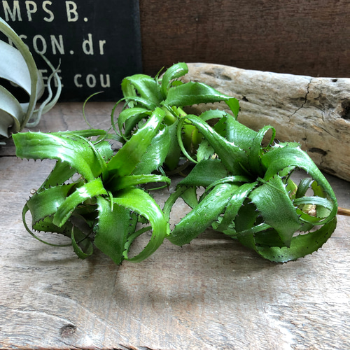 ネオレゲリア♡ペンデュラ♡観葉植物♡エアープランツ アート