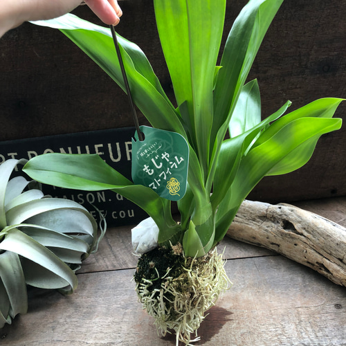 もじゃマトフィラム♡根っこを楽しむ♡ グラマトフィラム