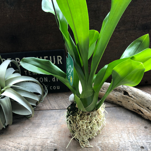 ★もじゃマトフィラム♡コロッケもじゃ♡ グラマトフィラム・スクリプタム ヒヒマヌ もじゃマトフィラム♡コロッケもじゃ♡ グラマトフィラム