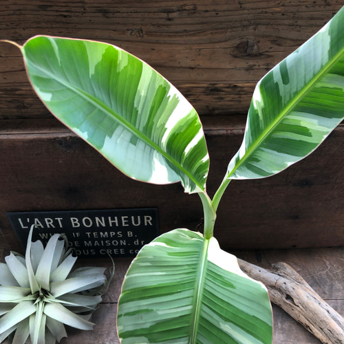 写真現物♡斑入りバナナ まさかの出来る実も斑入 MUSA FLORIDA