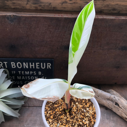 【速達】Musa aeae ムサアエアエ美斑 Amazon｜斑入りバナナ ムサ アエアエ(Musa Aeae) 斑入りバナナ