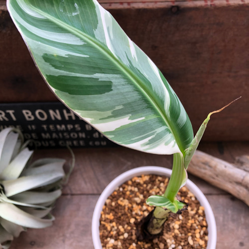 斑入りバナナ♡ ムサ アエアエ(Musa Aeae) 斑入りバナナ アート