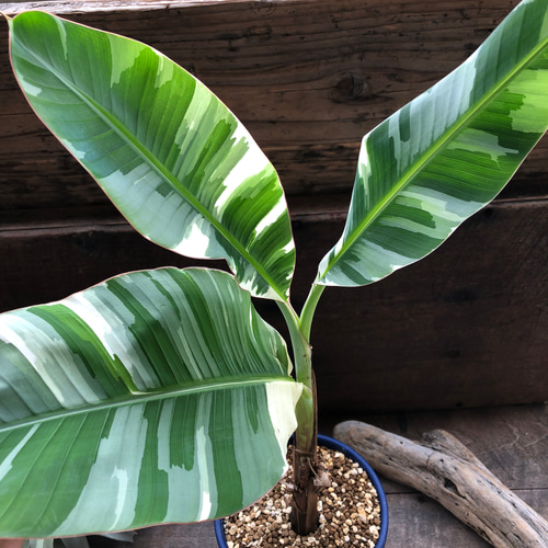 Amazon｜斑入りバナナ ムサ アエアエ(Musa Aeae) 斑入りバナナ