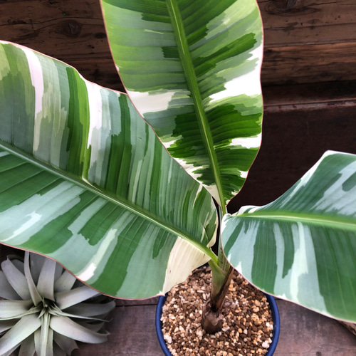 斑入りバナナ♡ ムサ アエアエ(Musa Aeae) 斑入りバナナ アート 斑入りバナナ♡ ムサ アエアエ(Musa Aeae) 斑入りバナナ アート