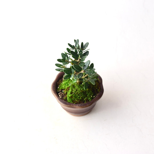 姫オリーブ no.8 盆栽 盆栽やす 通販 18415712｜Creema(クリーマ)