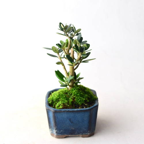 盆栽 姫オリーブ-9 盆栽 姫オリーブ-9 姫オリーブ no.9 盆栽 盆栽やす 通販 18415714