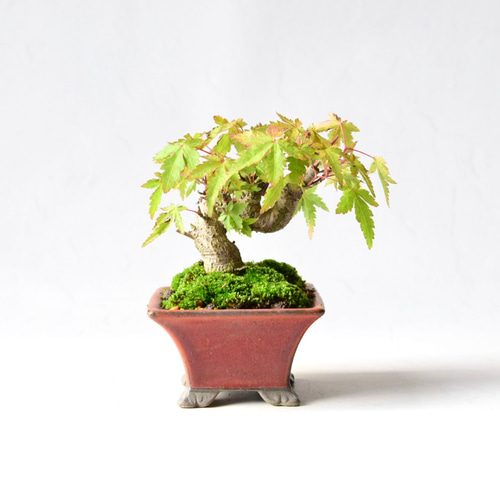 山モミジ no.10 盆栽 盆栽やす 通販 18415716｜Creema(クリーマ)
