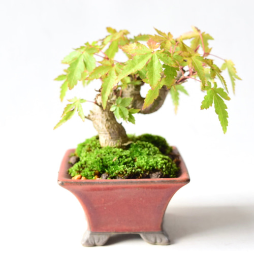 山モミジ no.10 盆栽 盆栽やす 通販 18415716｜Creema(クリーマ)