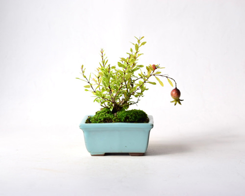 盆栽【ザクロ】 ミニのザクロを剪定と針金掛け。☺️ #盆栽#小品盆栽#ミニ盆栽