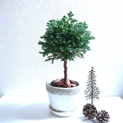 ○限定5点○ 珍しい針葉樹のトピアリー ”ブルーバード 鉢/受皿セット