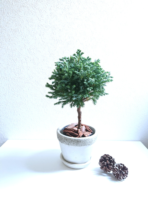 ○限定5点○ 珍しい針葉樹のトピアリー ”ブルーバード 鉢/受皿セット