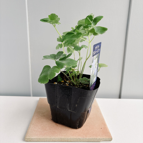 西洋オダマキ2苗 優しい色♡オダマキ カスティールブルー 苗 （西洋オダマキ） アート