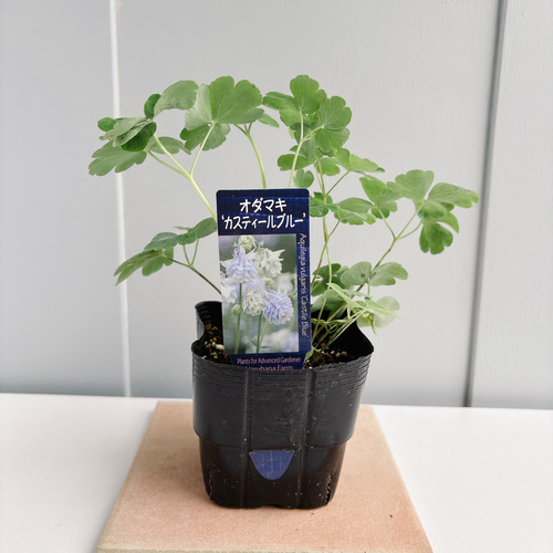 優しい色♡オダマキ カスティールブルー 苗 （西洋オダマキ） アート