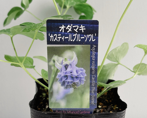 綺麗な色♡オダマキ カスティールブルーソワレ 苗 （西洋オダマキ