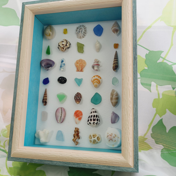 貝殻とシーグラスの標本〉＊壁掛け・スタンド・自立 【公式通販】