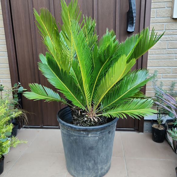 極太☆カッコいい！！ 蘇鉄 ソテツ 鉢植え ダイナミック 苗 盆栽
