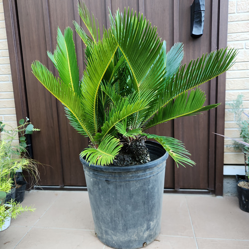 極太☆カッコいい！！ 蘇鉄 ソテツ 鉢植え ダイナミック 苗 盆栽