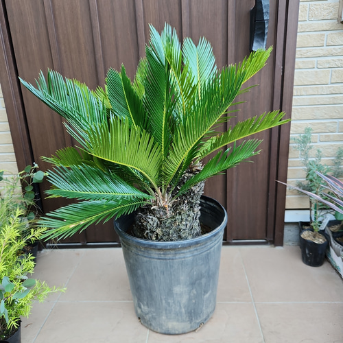 ソテツ 極太蘇鉄 子株付き 極太☆カッコいい！！ 蘇鉄 ソテツ 鉢植え ダイナミック 苗 盆栽