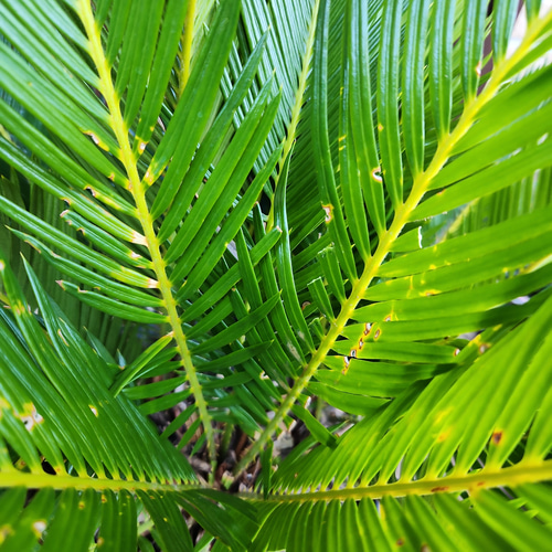 極太☆カッコいい！！ 蘇鉄 ソテツ 鉢植え ダイナミック 苗 盆栽