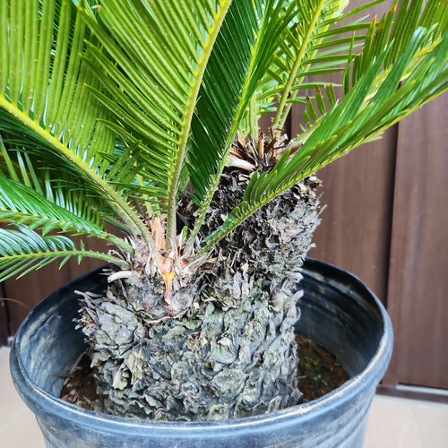 極太インパクト抜群‼️ソテツ