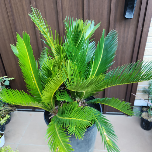 ソテツ 極太蘇鉄 子株付き 蘇鉄・ソテツ】株分け／発芽／植え替え - YouTube