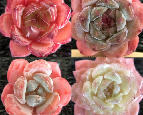 お買い得 レア 多肉植物 エケベリア 4-5cm 4点 セット販売 多肉植物 愛