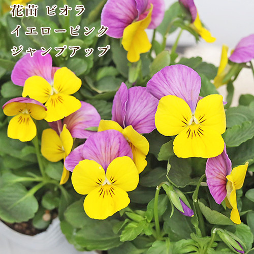 花苗 ビオラ イエローピンクジャンプアップ 3.5号 よく咲く 秋 冬 春