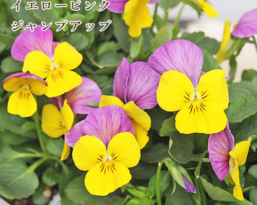 3db03d05de217ff894adfbc36f92cc