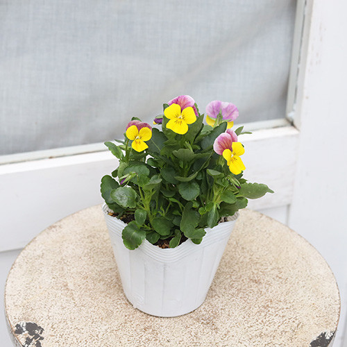花苗 ビオラ イエローピンクジャンプアップ 3.5号 よく咲く 秋 冬 春